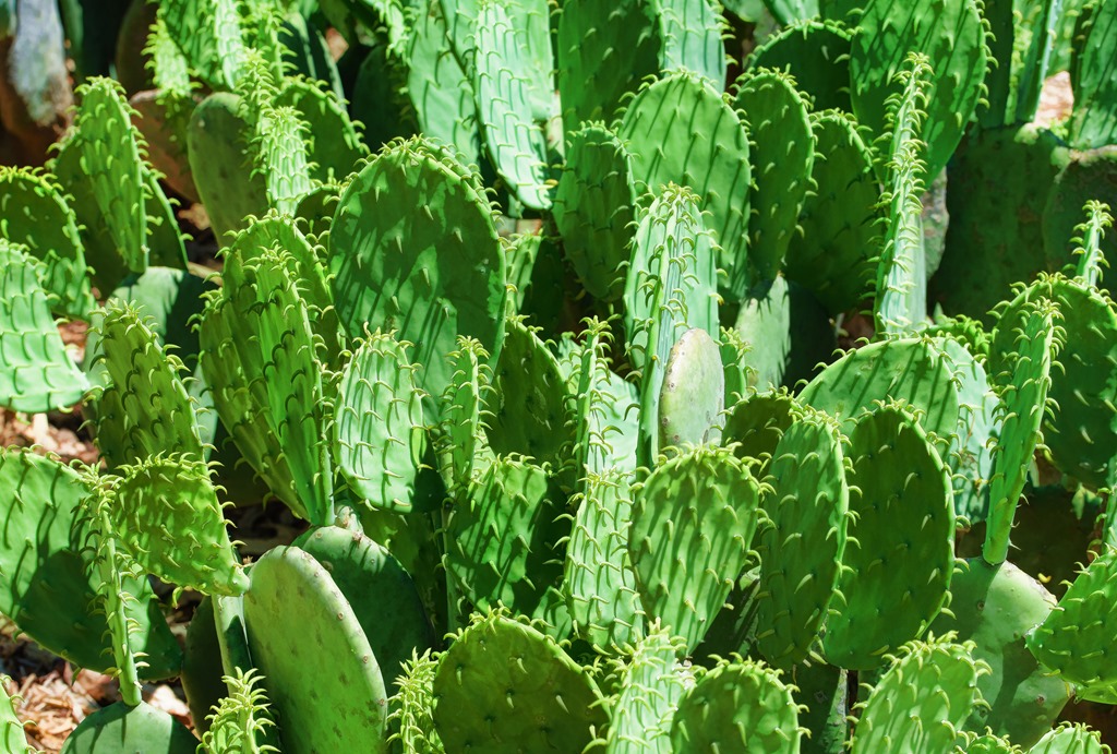 Cactus – Silver Canvas